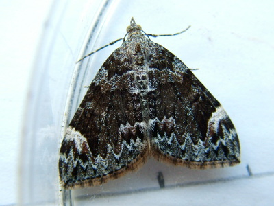 Dark Marbled Carpet